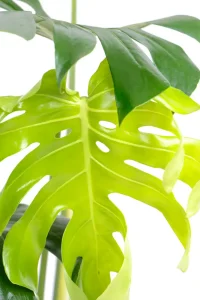 New leaf unfurling of a Large Leaf Monstera Deliciosa