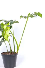 Large Leaf Monstera Deliciosa with