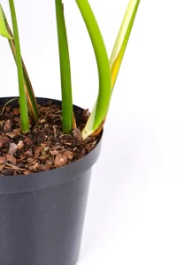 Clost up of a Large Leaf Monstera Deliciosa growth point along the soil