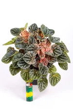 Full Variegated Ripple Peperomia with lighter as a size guide