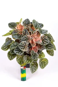Full Variegated Ripple Peperomia with lighter as a size guide