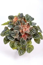 Front view of a Variegated Ripple Peperomia
