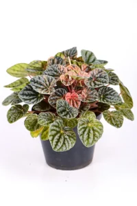 Variegated Ripple Peperomia on a white surface