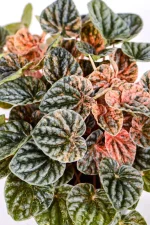 Full and bushy Variegated Ripple Peperomia