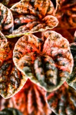 Macro shot of a Variegated Ripple Peperomia