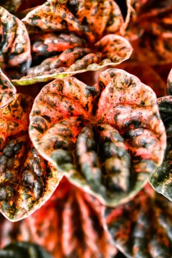 Macro shot of a Variegated Ripple Peperomia