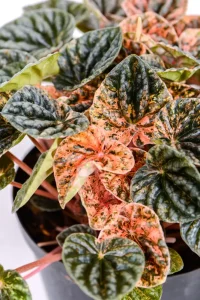 Close up of a Variegated Ripple Peperomia with splashes of variegation
