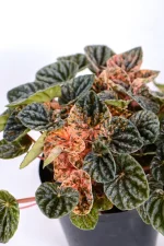 Side view of a Variegated Ripple Peperomia