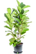 Upright stems of a Giant 3-Stem Fiddle Leaf Fig