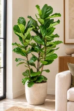 Giant 3 Stem Fiddle Leaf next to bright window