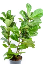 Giant 3-Stem Fiddle Leaf Fig with this dense foliage