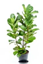 Giant 3-Stem Fiddle Leaf Fig in large black pot