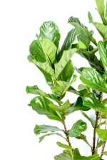Left view of a Giant 3-Stem Fiddle Leaf Fig