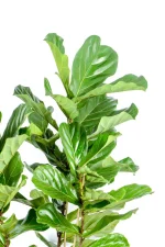 Top of a Giant 3-Stem Fiddle Leaf Fig with this foliage