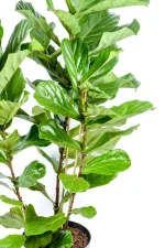 Side view of a Giant 3-Stem Fiddle Leaf Fig