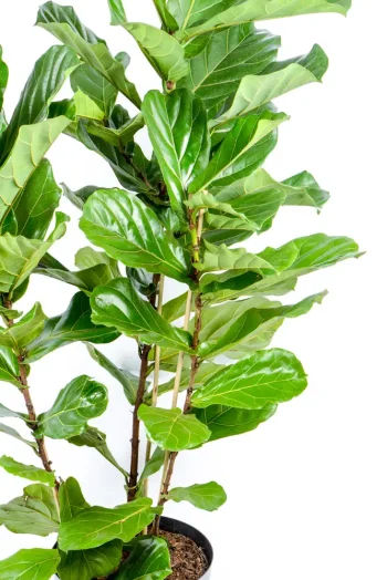 Side view of a Giant 3-Stem Fiddle Leaf Fig