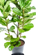 CLose up of the bottom half of a Giant 3-Stem Fiddle Leaf Fig