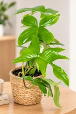 Philodendron Florida Green on woodedn table