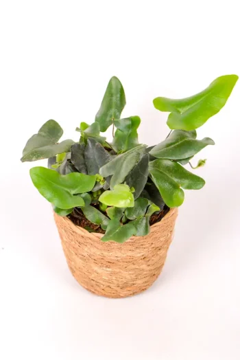 Heart leaf Fern in seagrass basket