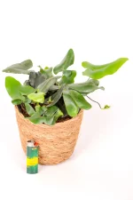 Heart leaf Fern in basket