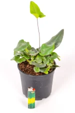 Heart leaf Fern in black pot