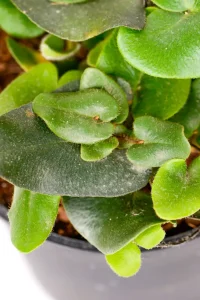Close up of new growth of a Heart leaf Fern
