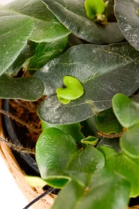 Small leaves emerging from inside a leaf of a Heart leaf Fern