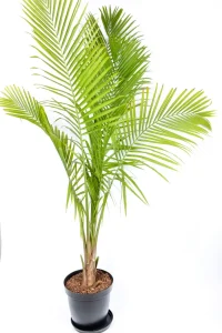 Full and lush Giant Majesty Palm