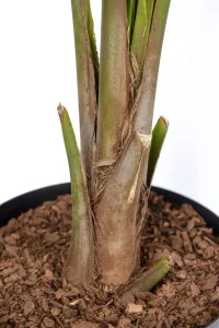 Base of a Giant Majesty Palm