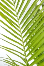 Left frond of a Giant Majesty Palm