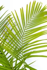 Full fan leaves ofA Giant Majesty Palm