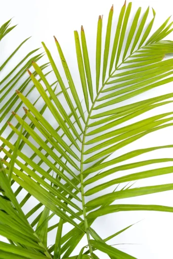 Full fan leaves ofA Giant Majesty Palm