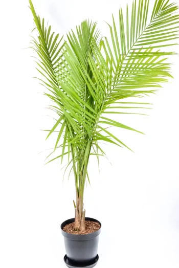 Giant Majesty Palm in 35cm in black pot
