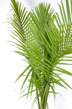 Close up of large leaves of Giant Majesty Palm