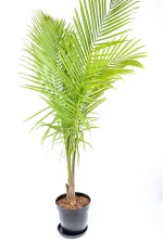 Giant Majesty Palm on white surface
