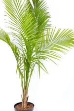 Top half of Giant Majesty Palm