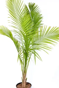 Giant Majesty Palm with archind fronds