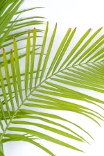 Close up of front of aGiant Majesty Palm