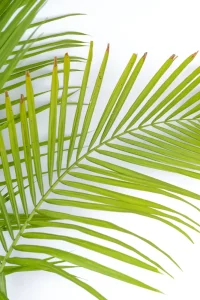 Close up of front of aGiant Majesty Palm
