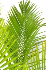 Giant Majesty Palm up leaf