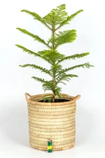 Norfolk Pine on white surface