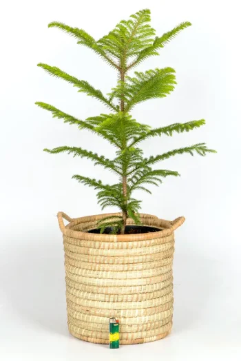 Norfolk Pine on white surface