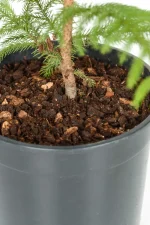 Thick woody stem of a norfolk pine