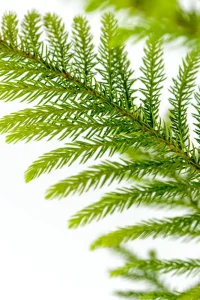 Multiple leaflets of a norfolk pine