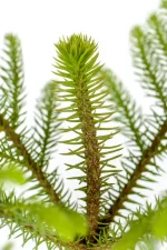 CLose up of the fuzy leaves of a Norfolk Pine