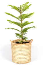 Norfolk pine in large handwoven basket