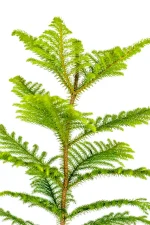 Norfols pine with full branches