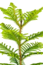 Top half photo of a Norfolk Pine