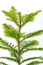 Symmetrical leaves of a norfolk pine.