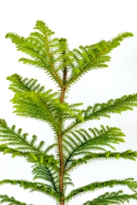 Symmetrical leaves of a norfolk pine.